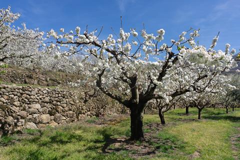 One and a half million cherry trees burst into bloom